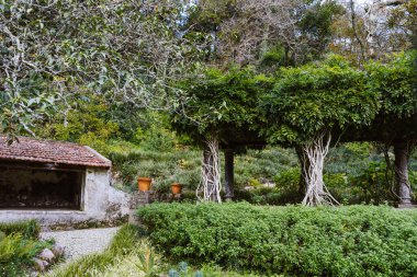 Portekiz, Sintra 'daki Pena Park' ta çarpık gövdeli ya da ağaç kabuklu Pergola.