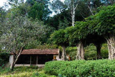 Portekiz, Sintra 'daki Pena Park' ta çarpık gövdeli ya da ağaç kabuklu Pergola.