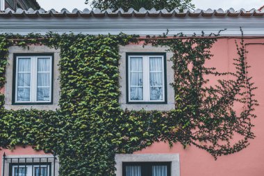Pencerelerin etrafındaki bir apartmanın duvarını saran yeşil sarmaşık bitkileri