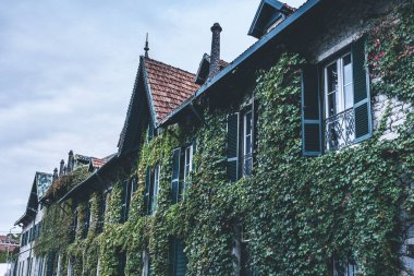 Pencerelerin etrafındaki bir apartmanın duvarını saran yeşil sarmaşık bitkileri