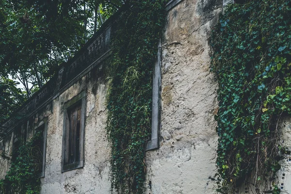 Des Vignes Lierre Vert Recouvrent Mur Immeuble Autour Des Fenêtres — Photo