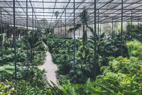 Serre Dans Jardin Botanique Lisbonne Portugal Plantes Arbres Dans Environnement — Photo