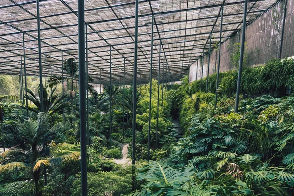 Üvegház Lisszaboni Botanikus Kertben Portugáliában Növények Fák Forró Nedves Környezetben — Stock Fotó