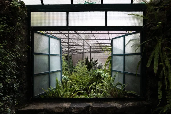 Otevřené Okno Skleníku Plného Kapradí Listí Palem Botanická Zahrada — Stock fotografie