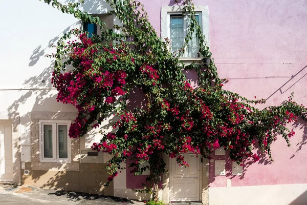 Floreciente Rosal Roja Creciendo Contra Una Pared Edificio Residencial — Foto de Stock