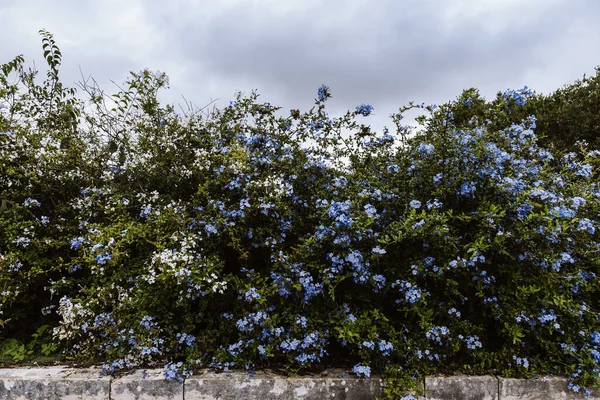 Plumbago Auriculata Smillepertuis Cap Plumbago Bleu Plumbago Cap Plante Fleurs — Photo