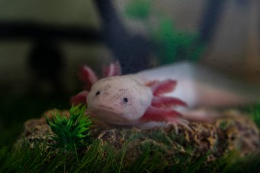 Axolotl Ambystoma mexicanum akvaryumda çimlerin üzerinde yürüyor. Bir akvaryumda amfibi ya da semender