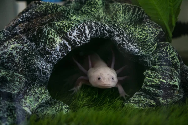 Axolotl Ambystoma mexicanum akvaryumda çimlerin üzerinde yürüyor. Bir akvaryumda amfibi ya da semender