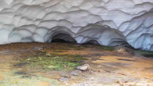在洞里覆盖着冰岛冰川融化的积雪 — 图库视频影像