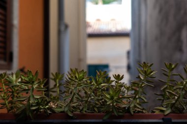 Yeşim sulu bitkiler pencere kenarına yerleştirilmiş arka plan bulanık manzaralı