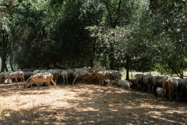 Sürü ya da koyun sürüsü gölgede ağaçların altında güneşten saklanıyor.