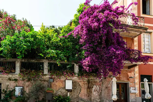 Bougainvillea mor bitkileri. Çiçekler bir binanın duvarını kaplıyor.