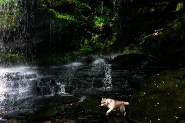 Orman bölgesinde akan su akıntısı. Ormanda şelalede koşan mutlu köpekle