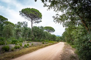 Katalonya, İspanya 'da bir sürü çalı ve ağacın olduğu bir parkta yürüyüş ya da bisiklet için boş çakıl yolu