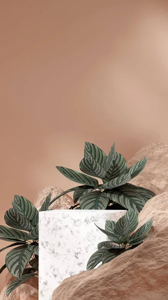 Pódio Mármore Branco Retrato Calathea Planta Rochas Fundo Modelo Cena — Fotografia de Stock