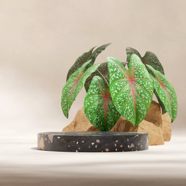 Kare yeşil kaladyum fabrikası, 3D görüntü boş model siyah terrazzo silindir podyumu.