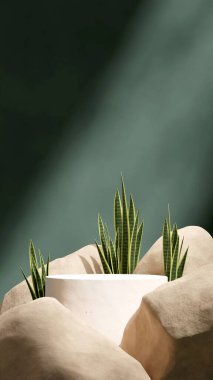 Sansevieria bitki ve kayalar, 3D görüntü modelleme şablonu beyaz silindir podyumu portrede