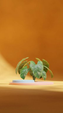 3D sahne modelleme mavi ve pembe podyum portre sarı kavisli duvar ve alocasia bitkisi
