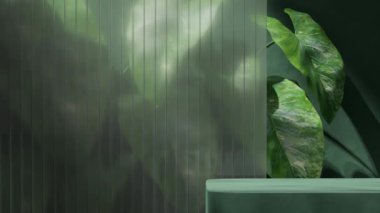 3 boyutlu buzlu cam duvar ve alocasia bitkisi boş uzay yeşil dikdörtgen masa podyumu dikdörtgen gölgesiz animasyon döngüsü görüntüleri