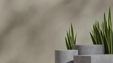 Beton desenli podyum kıvrımlı kusursuz gölge animasyonu. Sanseviera yılan fabrikası ve yeşil duvarlı. 3D görüntüler boş.