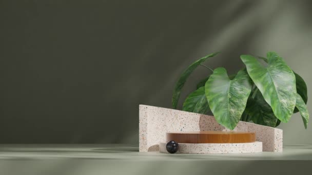 3Dビデオレンダリング木材とテラゾ表彰台の空白のモックアップ緑の壁とアルカシア植物とのシームレスな影のアニメーションをループ — ストック動画
