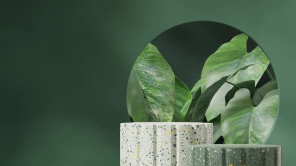 Płynna Animacja Cienia Pętli Zieloną Ścianą Alocasia Roślin Wideo Renderowania — Wideo stockowe