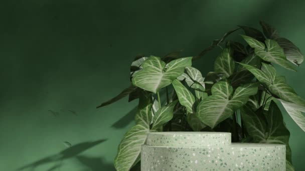緑のテラゾシリンダー表面シームレスな影アニメーションループ シンゴニウムの葉植物 3Dレンダリング映像の空白のモックアップ — ストック動画