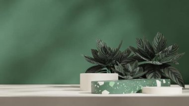 Kalathea pembe çizgili bitkinin 3 boyutlu video görüntüsü boş model yeşil terrazzo podyum döngüsü kusursuz gölge animasyonu