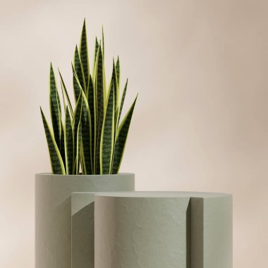 Sansevieria Meydanı 'nda, 3D görüntüyü boş görüntüleme mockup yeşil seramik silindir podyumu