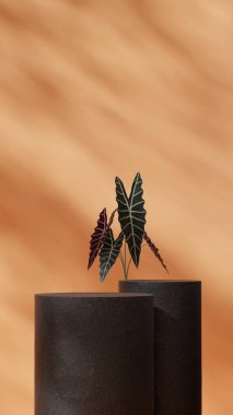 sahne şablonu seramik doku eğimli silindir portre minimal sahne, 3d resim oluşturma