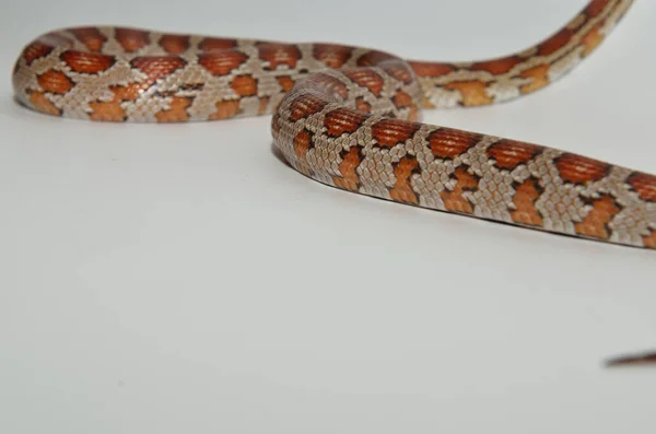 White Background Scales Creeping Snake — Stock Photo, Image