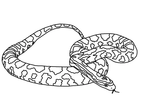 白色背景上有彩色图案的蛇的草图 — 图库照片