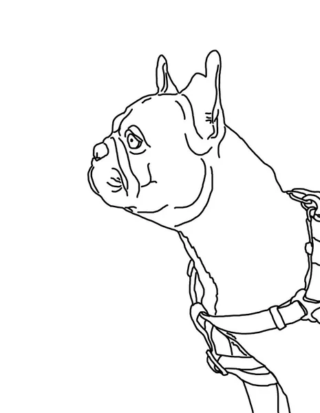 Retrato Bulldog Francés Ilustrado Sobre Minimalismo Fondo Blanco —  Fotos de Stock