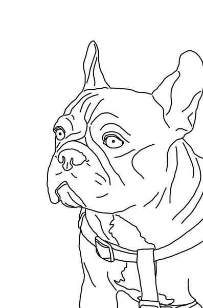 Skizze Porträt Französische Bulldogge Minimalismus — Stockfoto