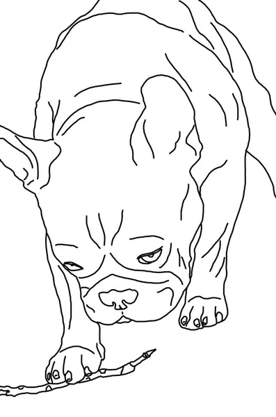 Sketch French Bulldog Playing Twig — Stock Photo, Image