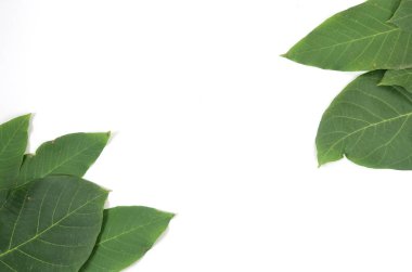 Doğal yeşil yaprakların arkaplanı