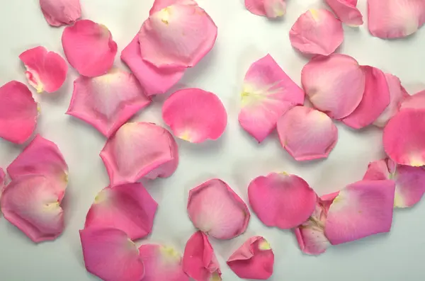 Beyaz arkaplanda gül yapraklarının basit parlak arkaplanı