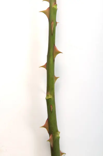  Beyaz arkaplanda dikenleri olan bir gül dalının fotoğrafı