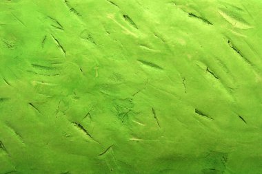 alçı sanat arka planı açık yeşil renkte