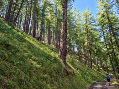  Val di Susa 'daki Piedmont Alpleri' nde muazzam bir çam ormanı..