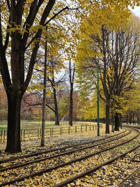 Осенние Листья Красивыми Желтыми Цветами Улицах Проспектах Парков — стоковое фото