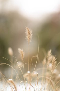 Bulanık arkaplanı olan bir bitki