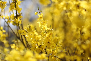 Parlak sarı bir çalı çiçekli, güneşli bir bahçede canlı bahar çiçekleri sergiliyor.