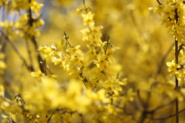 Parlak sarı bir çalı çiçekli, güneşli bir bahçede canlı bahar çiçekleri sergiliyor.