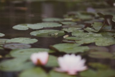 Nilüfer yaprağının üzerinde oturan yeşil bir kurbağa. Arka planda çiçek açan bir nilüfer çiçeği, sakin suyla çevrili.