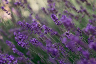 Lavanta dallarında oturan bir arı, güneşli bir bahçede mor çiçeklerden nektar topluyor.