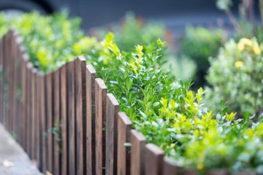 Boxwood çalılarının yanındaki ahşap çit.