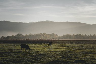 İnekler dağların arasında otlar.
