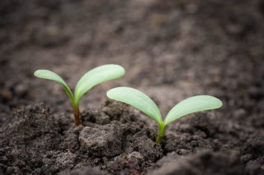 Bereketli topraklarda küçük filizler