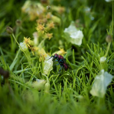 incredibly beautiful, bright wasp-glistening on a grass